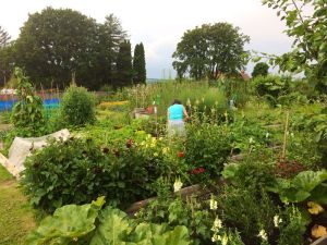Allotment with me July 2014